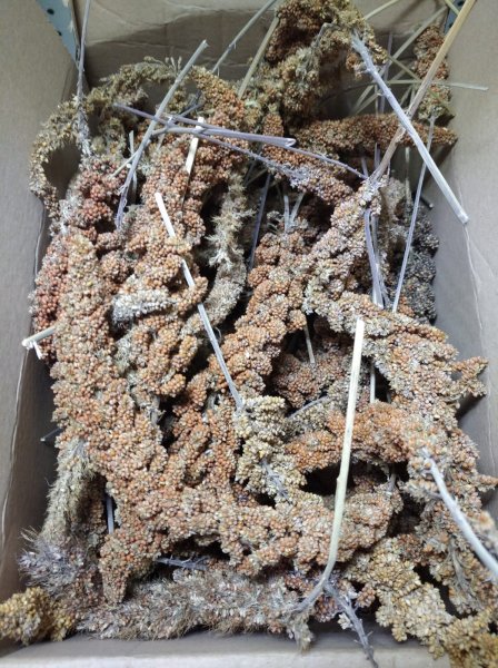 Senegalské proso červené s klasem 1 kg