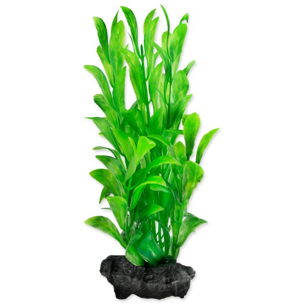 Rostlina Hygrophila S
