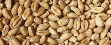 Pšenice krmná 1 kg vážená