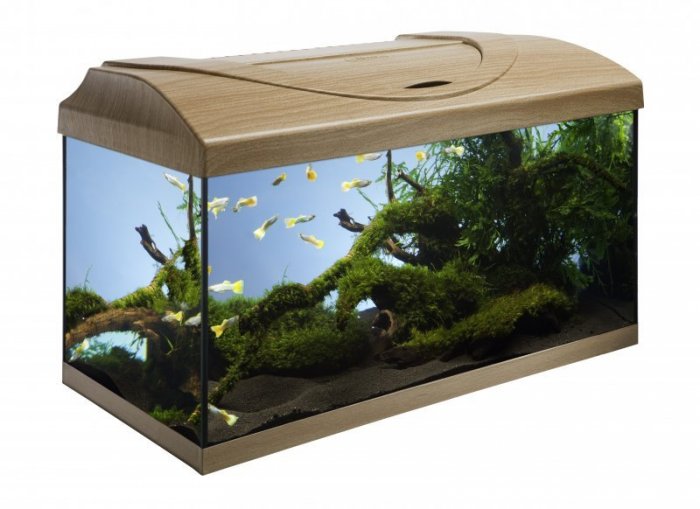 Akvarijní set  60 - buk 60x30x30 cm