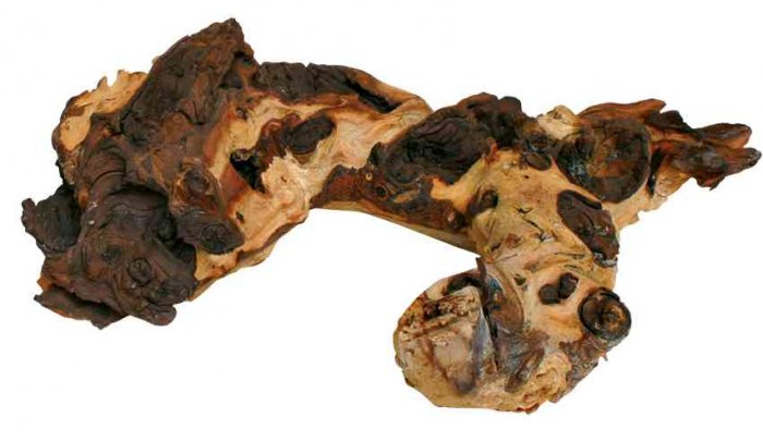 Mopani, africký kořen M