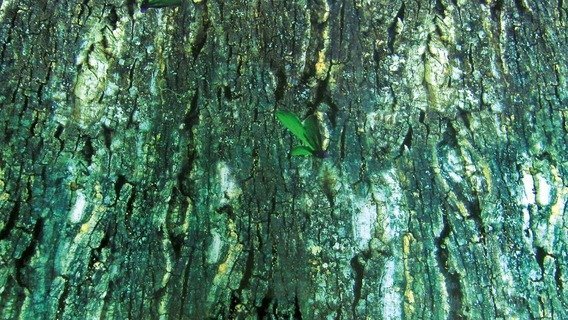 Trixie Pozadí oboustranné Kůra/Deštný prales 60x150 cm