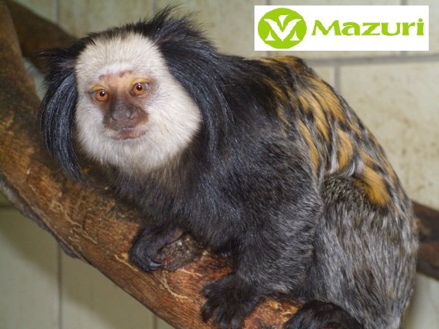 Mazuri Marmoset Jelly 500g