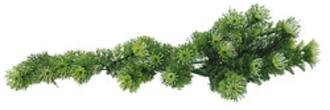 Lucky Reptile Horn Fern 40 cm