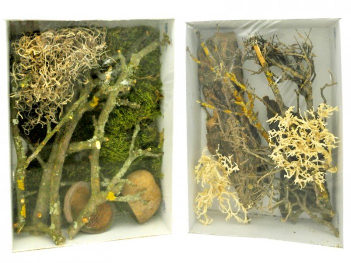 Lucky Reptile Deco Set Jungle