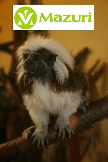 Mazuri Tamarine Cake 500g