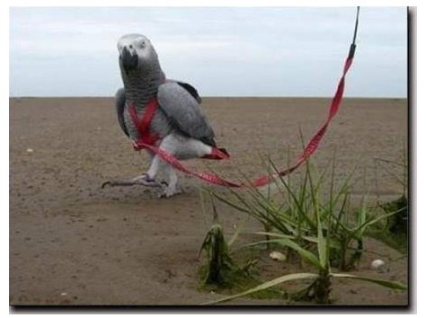 Kšandy s vodítkem pro papoušky Terra vel. L