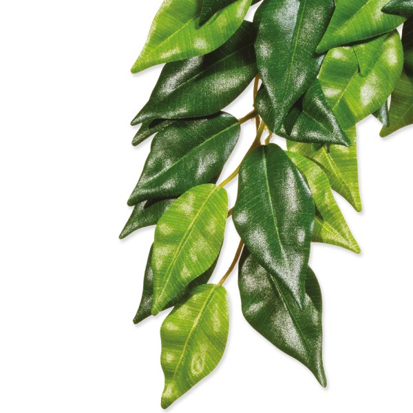 HAGEN Rostlina Ficus velká 70 cm