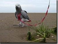 Kšandy s vodítkem pro papoušky Terra vel. M