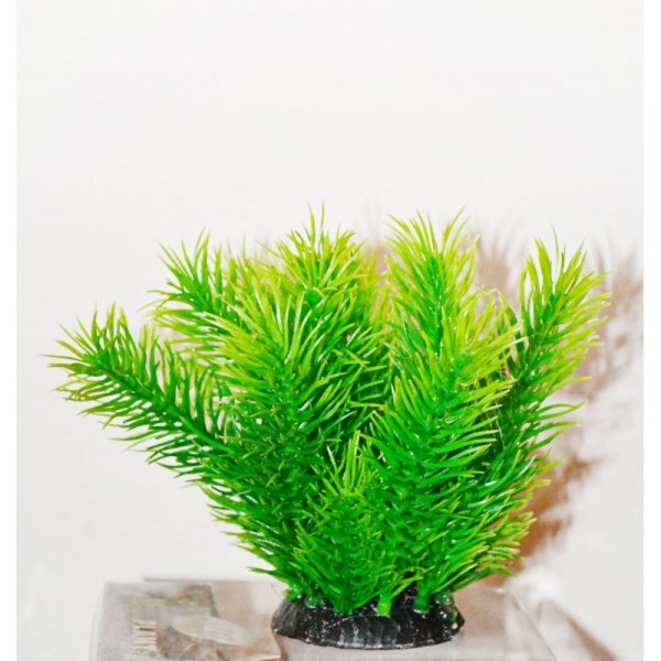 ATG Premium rostlina Mini (8-14cm) 201