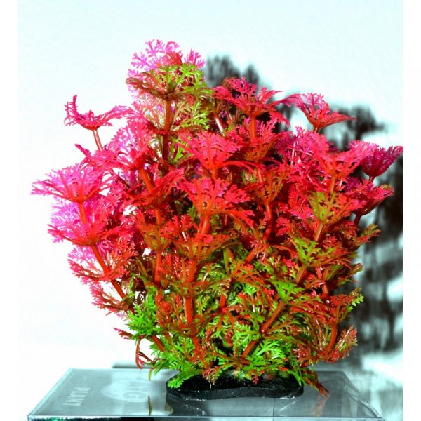 ATG Premium rostlina Mini (8-14cm) 208