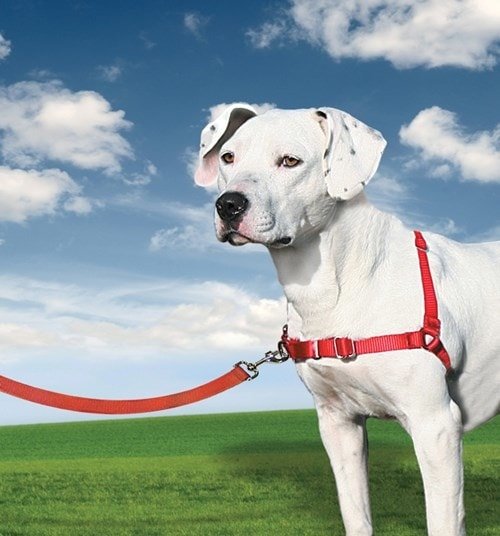 PetSafe® Postroj EasyWalk malinový M