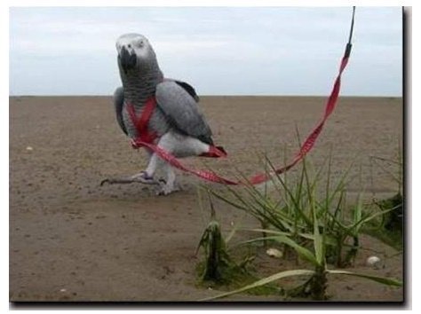 Kšandy s vodítkem pro papoušky Terra vel. XS