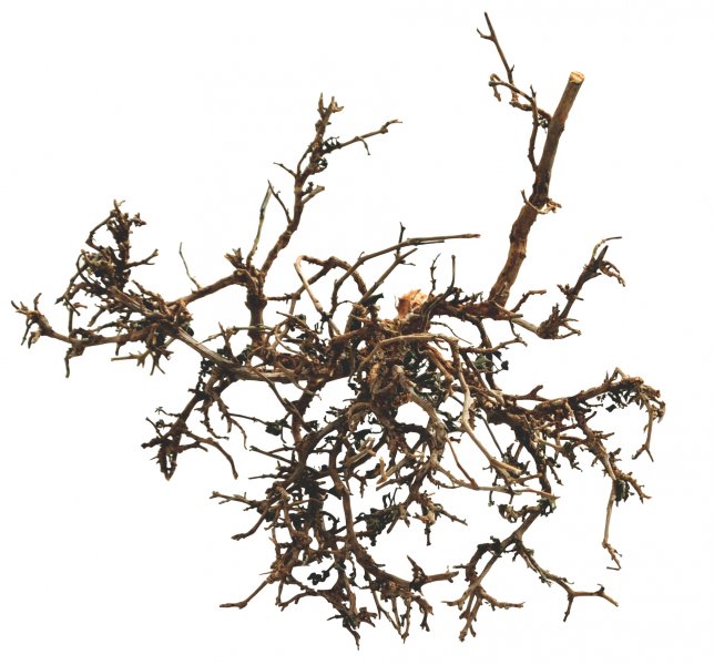 Lucky Reptile Desert Bushes Desert Bush - přírodní cca 25-40 cm
