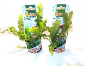 Tatrapet akvarijní rostlina na kartě 20cm zelená