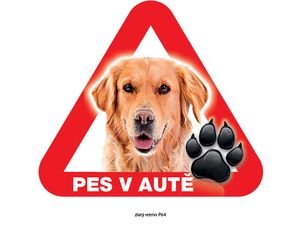 Nálepka 14,5 cm na plech pes v autě - zlatý retrívr