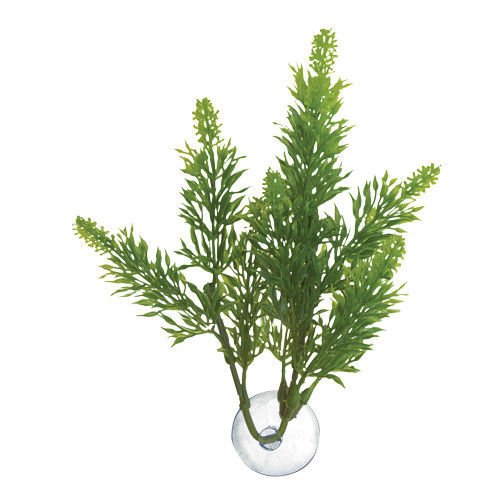 Zoo Med Rostlina akvarijní Betta Plant Salvia
