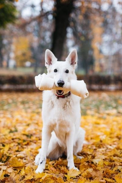 Buvolí uzel přírodní 33 cm PetsUp