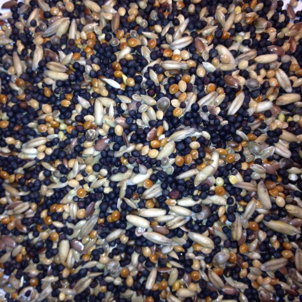 Avest Kanár 13 - 10kg