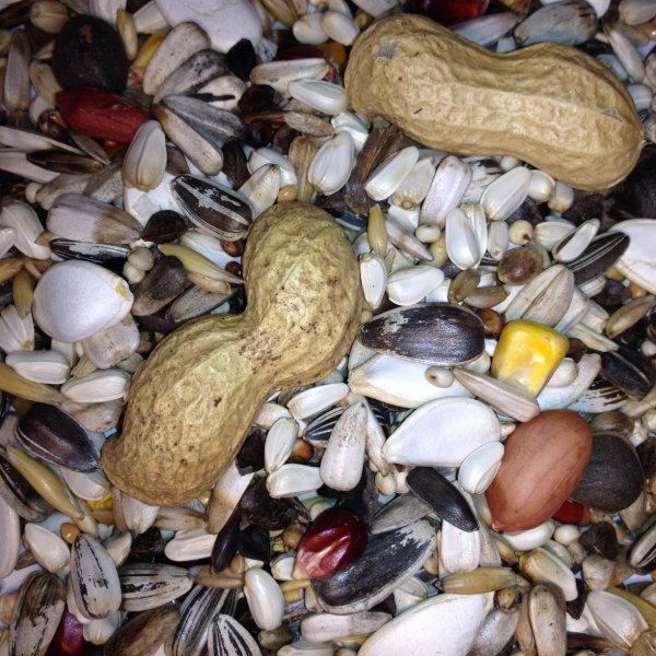 Avest Velký papoušek 19 10kg