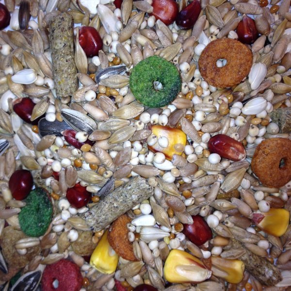 Avest Hlodavec Křup 31 - 10kg