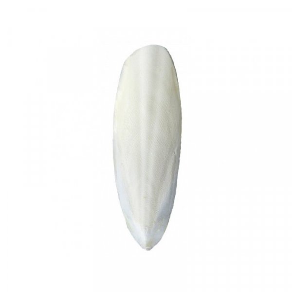 SÉPIOVÁ kost MALÁ 10cm(+-3cm) 20KS