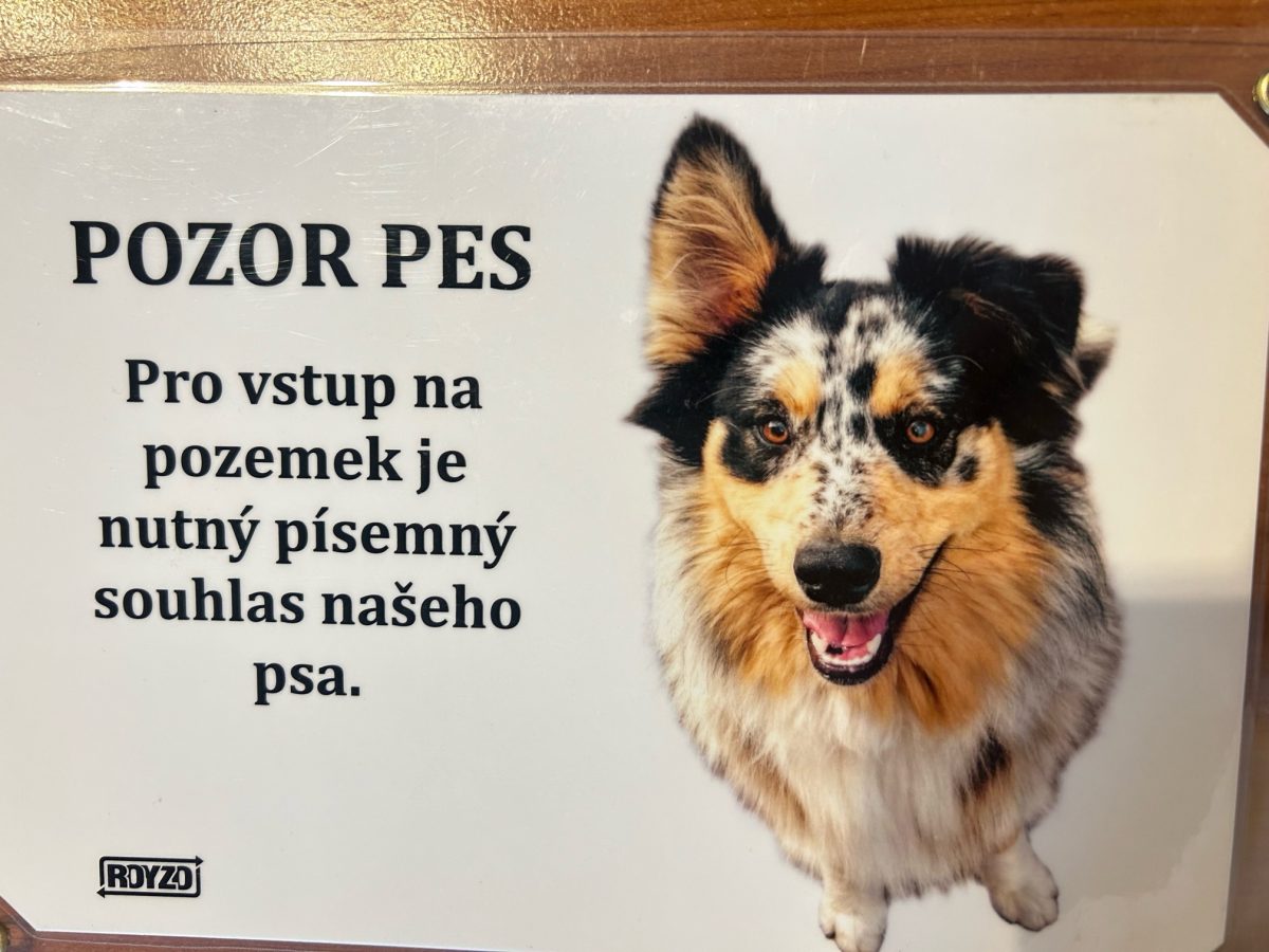 Australský ovčák blue merle