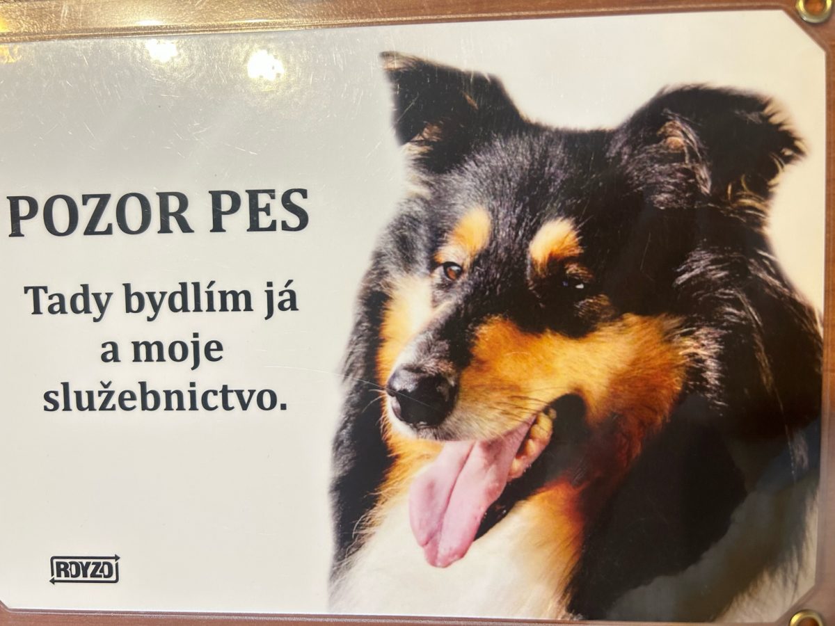 Kolie dlouhosrstá tricolour