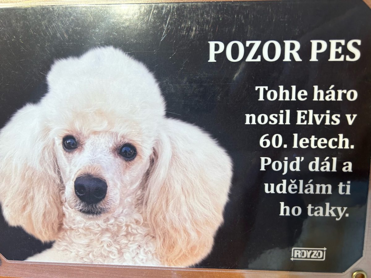 Pudl trpasličí apricot