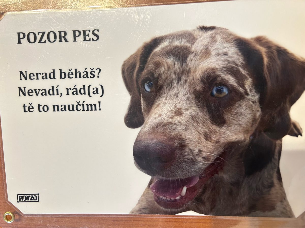 Louisianský leopardí pes