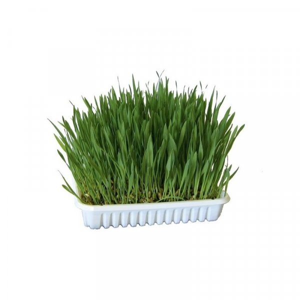 Tráva pro hlodavce, 100g
