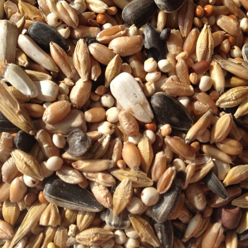 Avest Holub dieta 01 - 10kg