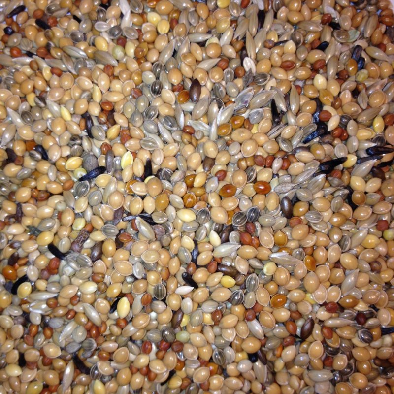 Avest Zebřička 06  - 10kg