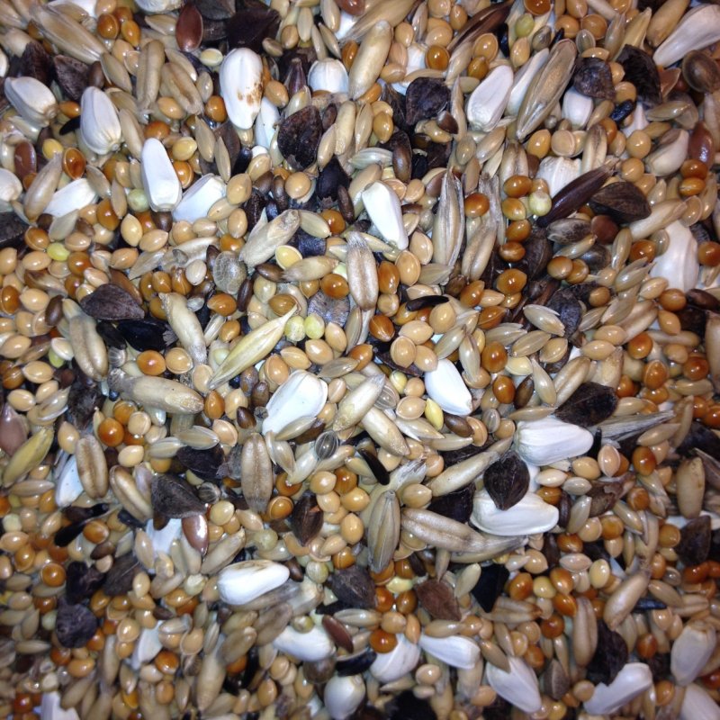 Avest Agapornis 12 - 10kg