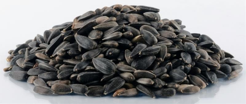 Slunečnice černá Biostan 20 kg