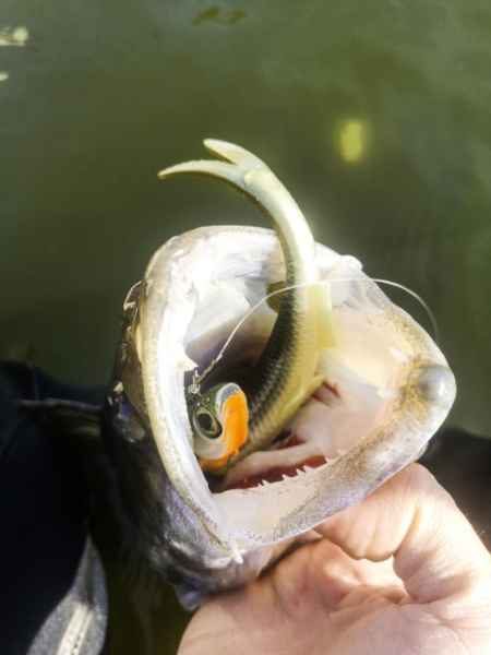 Gumové nástrahy Quantum Pelagic Shad Set 1ks 60g / 21cm Appleseed