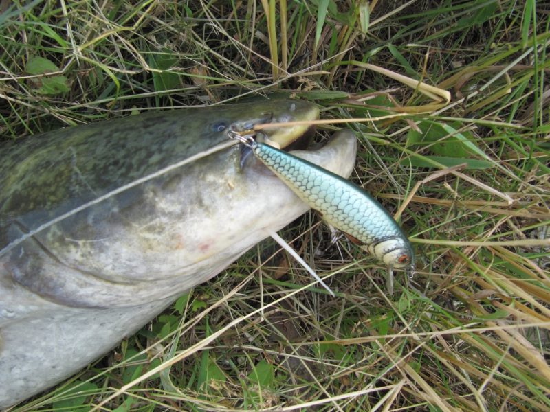 SALMO Wobler Perch PH12F barva HP