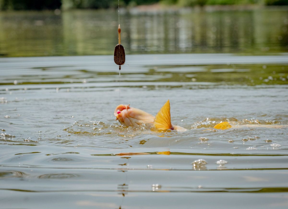 Krmítko MAP Embed Method Feeder Large 32g