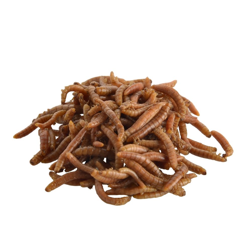 UGF moučný červ konzerva 35g
