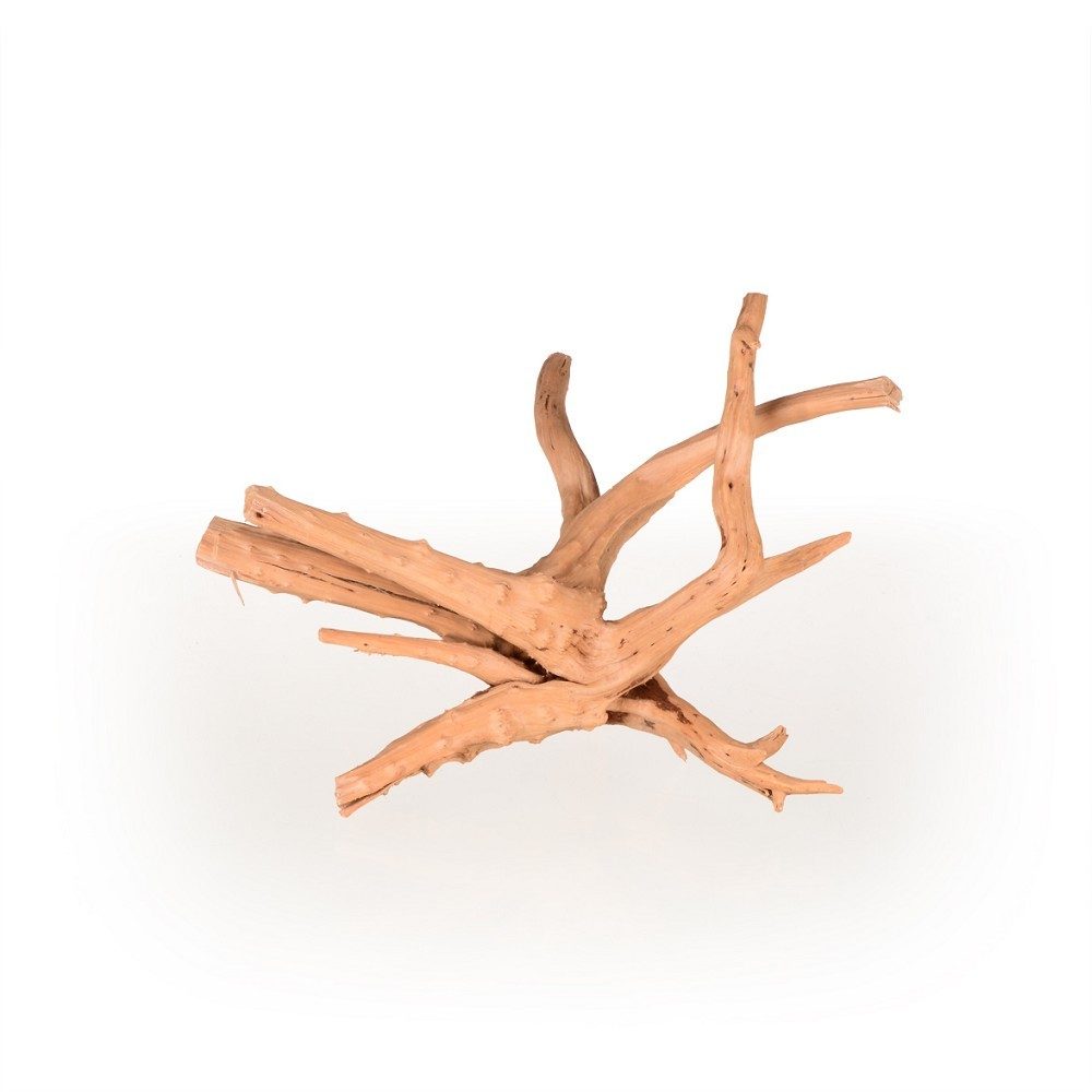 Azalea Root S