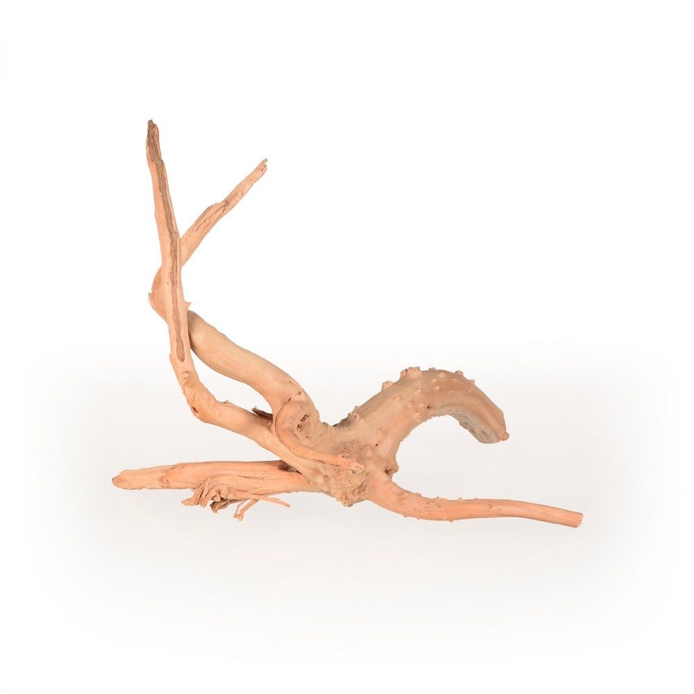 Azalea Root M 30-40cm
