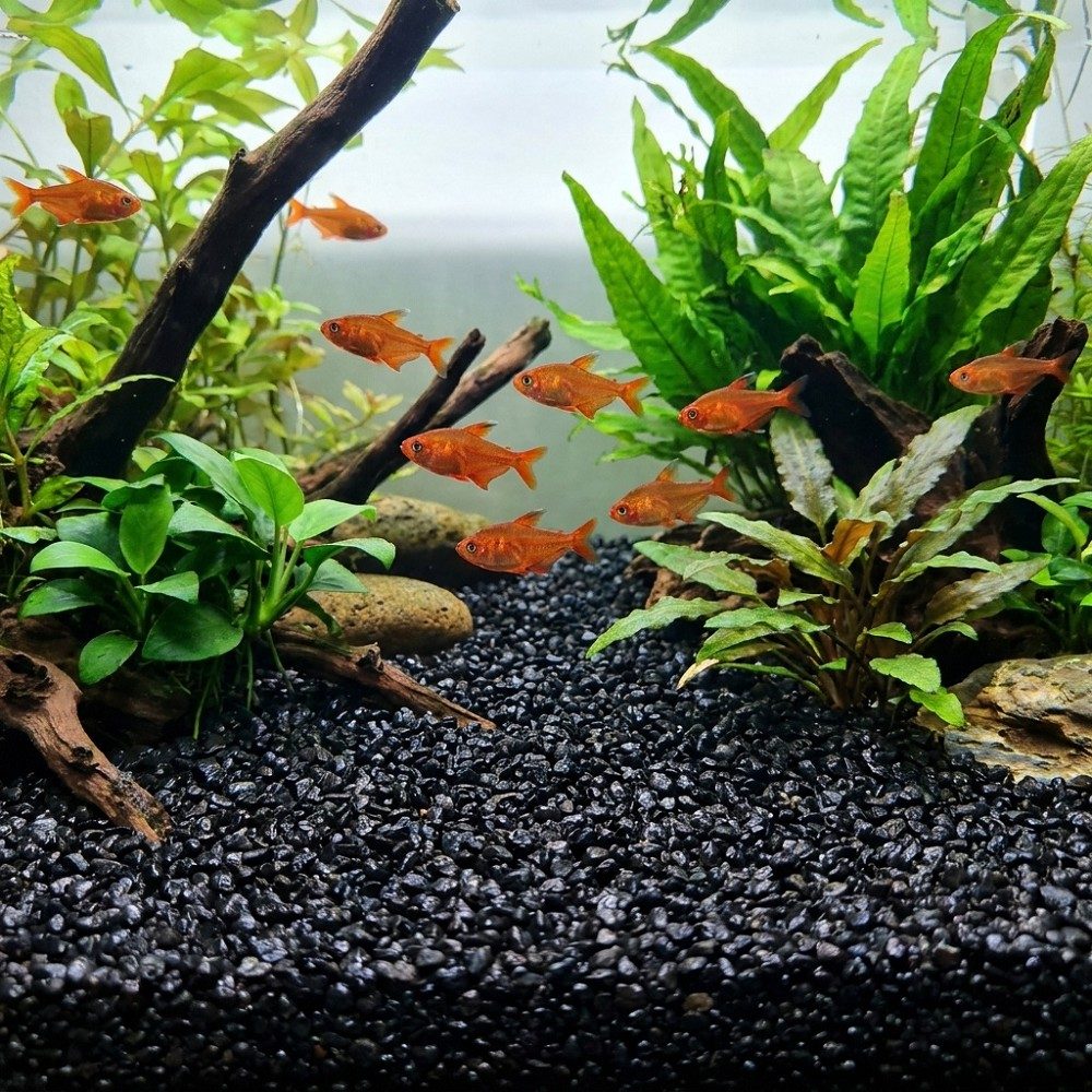 Akvarijní a terarijní štěrk černý 5 kg DECO