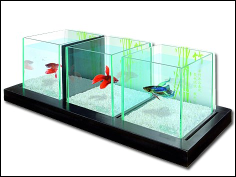 Akvárium Bamboo Betta Trio
