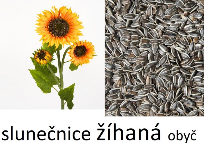 AVICENTRA slunečnice žíhaná 1kg