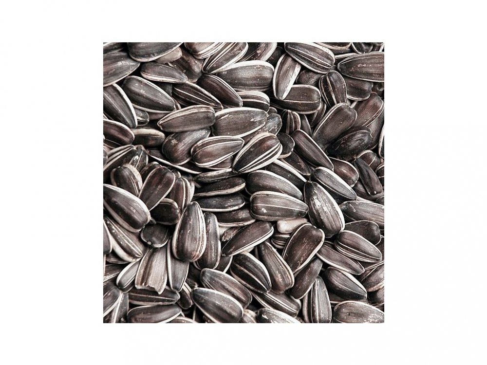 Slunečnice žíhaná 25kg