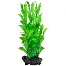 Rostlina Hygrophila S